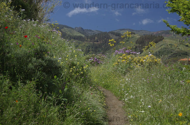Blüten am Wegesrand, Gran Canaria